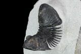 Bargain, Paralejurus Trilobite - Morocco #126919-4